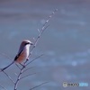 百舌
