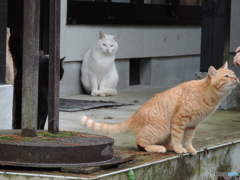 ドットアイ♀猫
