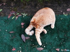 茶トラ♂