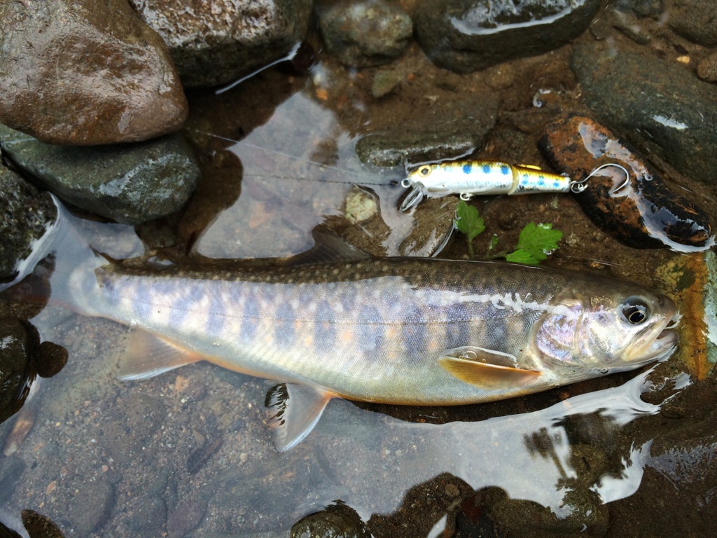 岩魚