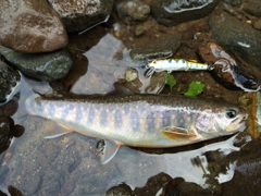 岩魚