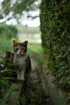 佇む猫