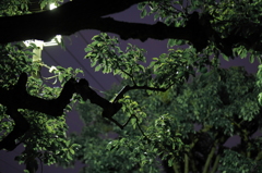夜の公園