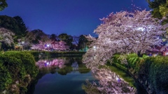 夜桜