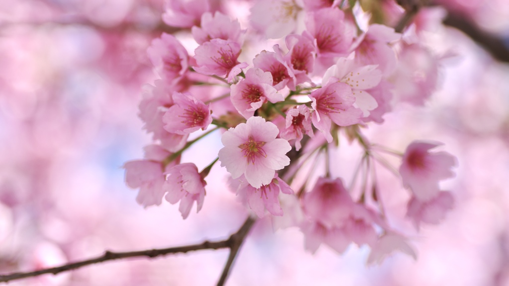大寒桜②