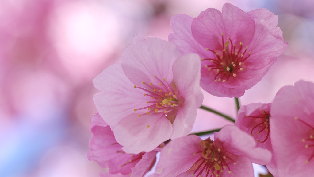大寒桜