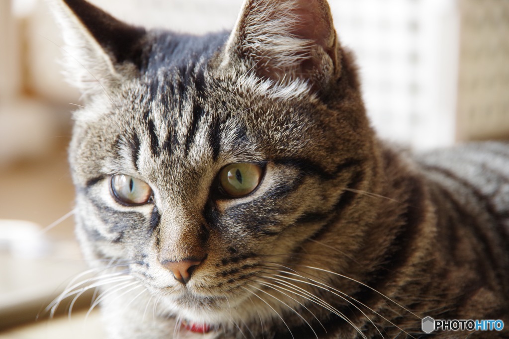 我が家のねこ