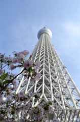 春の東京天空樹