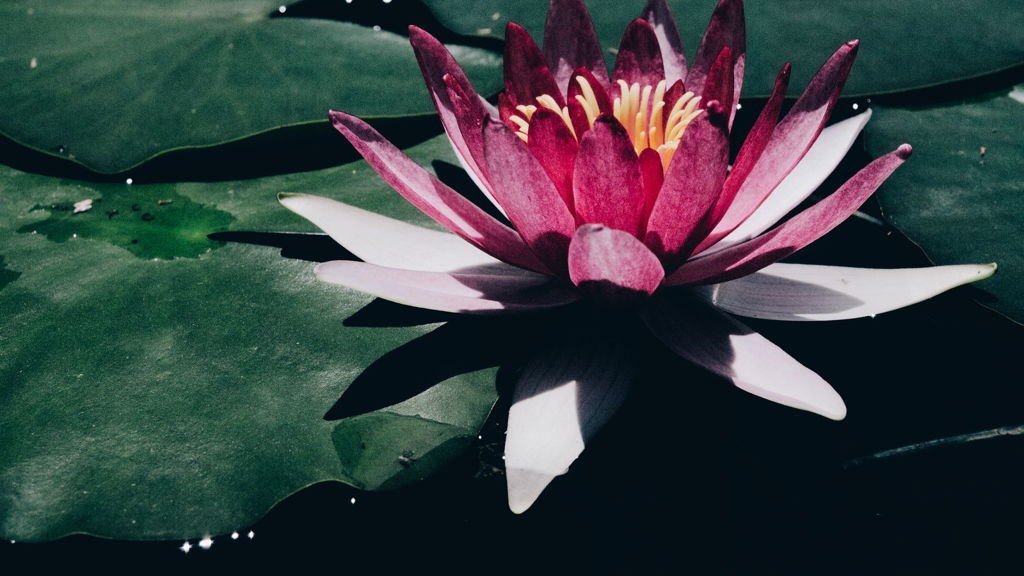 草津市植物園５