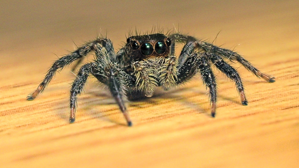 spider1