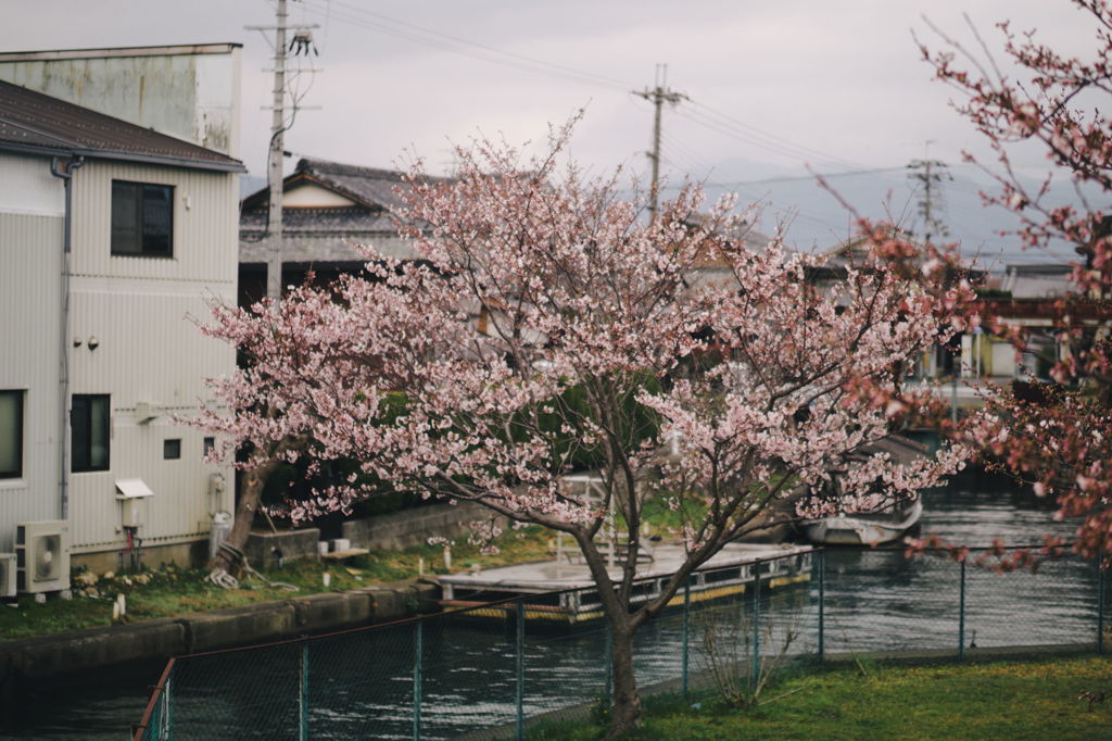 満開手前３