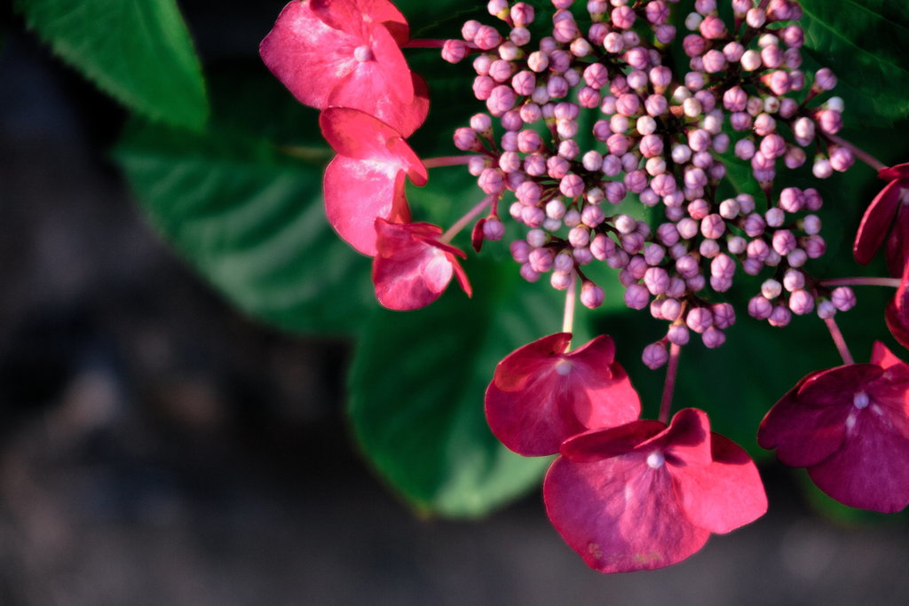 紫陽花２