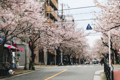 sakura-osaka