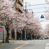 sakura-osaka