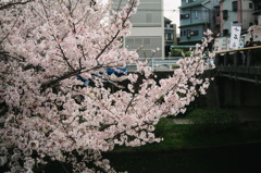 sakura-kyoto