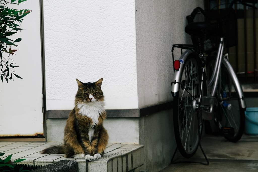 百万回生きた猫