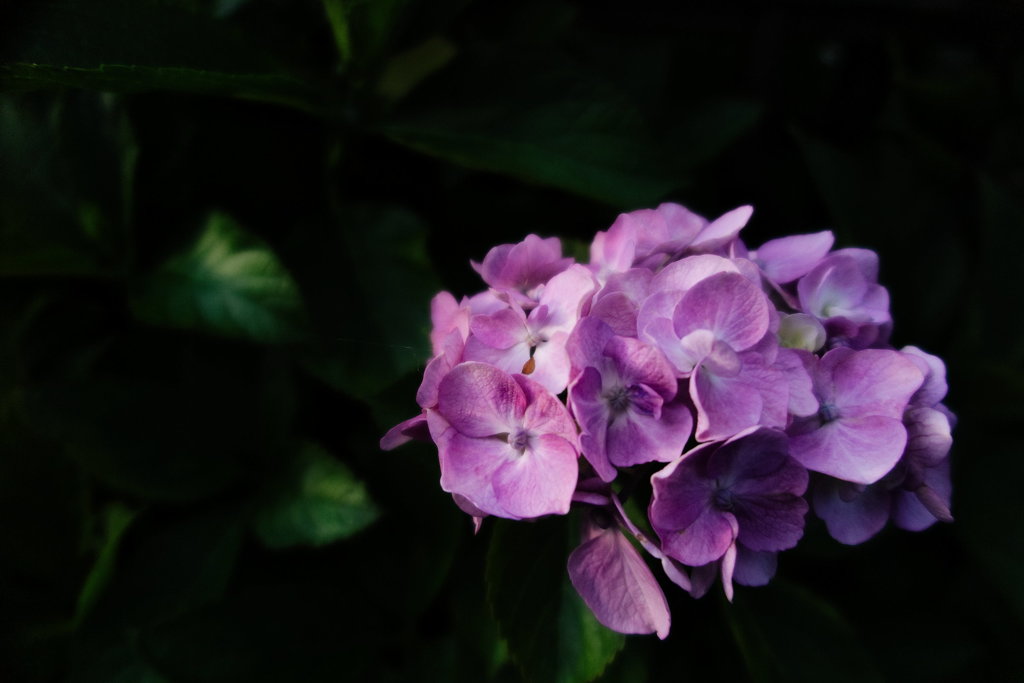 紫陽花１
