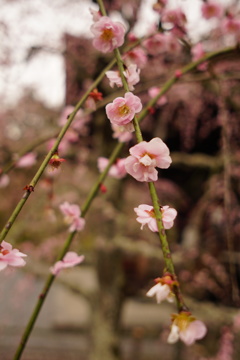 pink plum blossoms