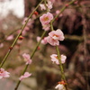 pink plum blossoms