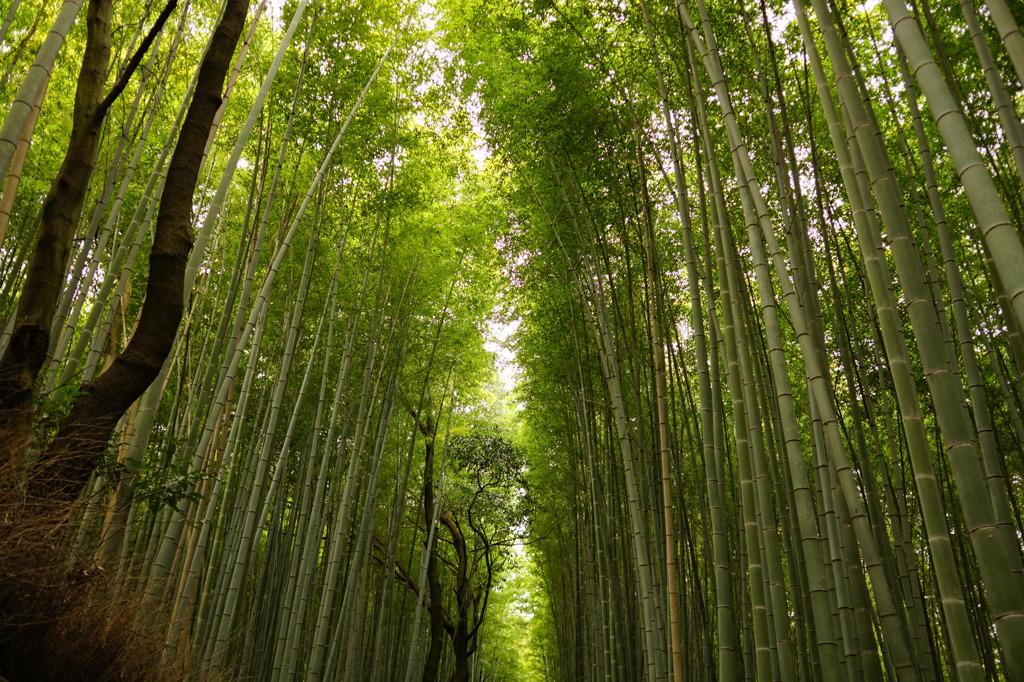 竹林の径