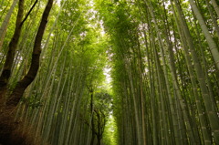 竹林の径