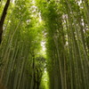竹林の径