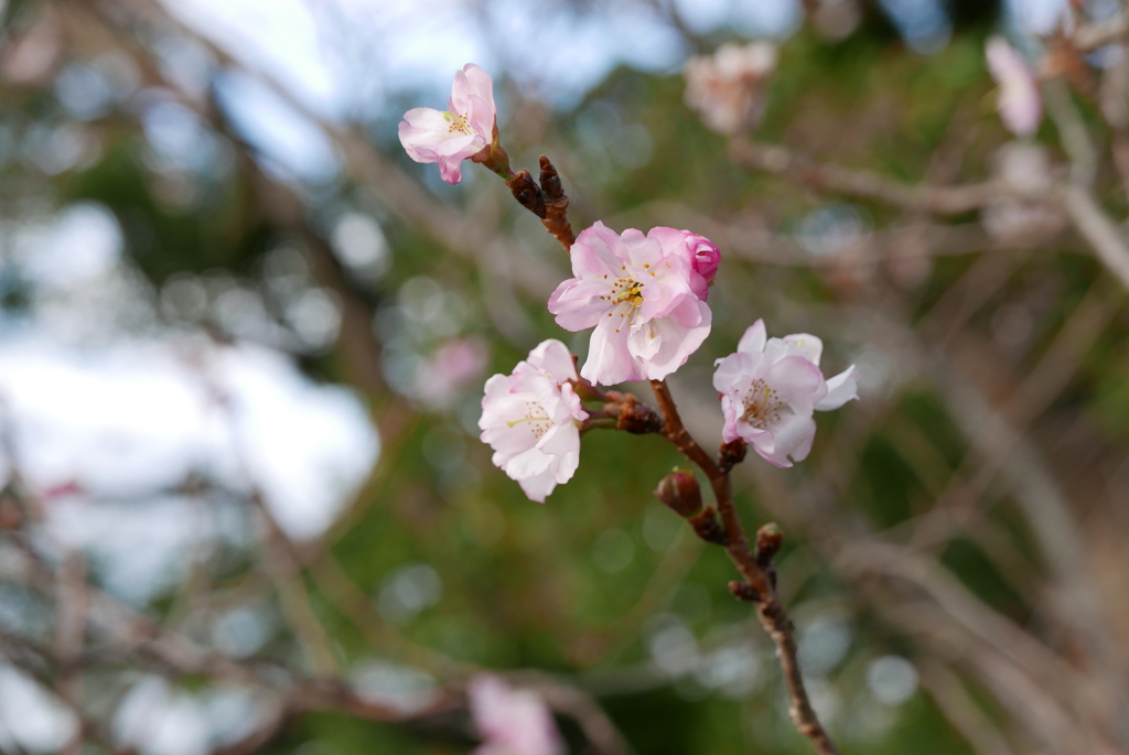 秋桜