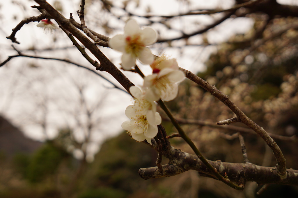 天龍寺 枝垂れ梅1