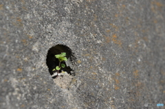 いのち