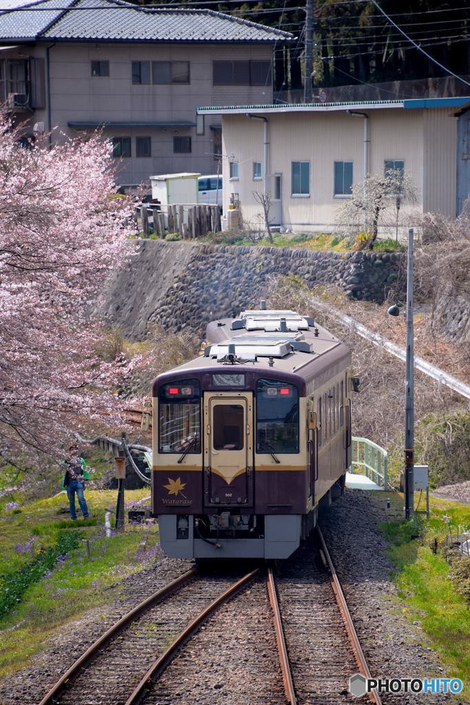 花見列車