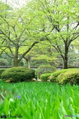 兼六園を流れる小川