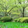 兼六園を流れる小川