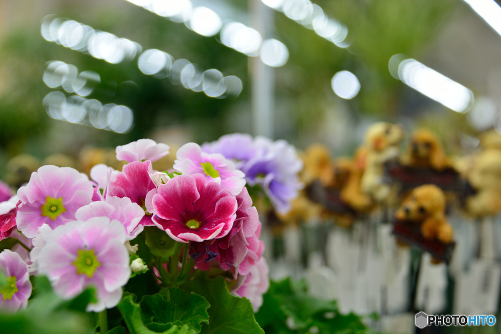 flowers