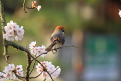 桜百舌鳥