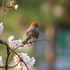 桜百舌鳥
