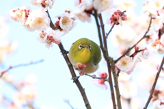 城山目白