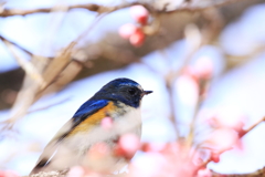 瑠璃