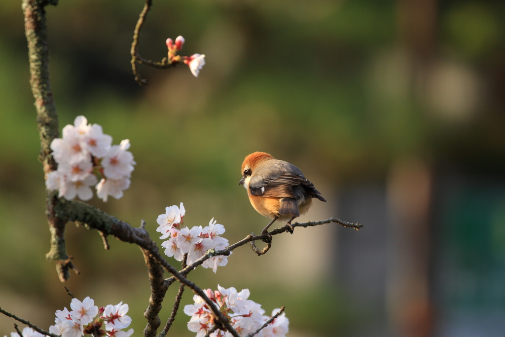 桜百舌鳥