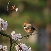 桜百舌鳥
