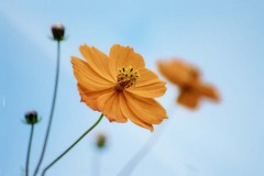 DSC03606. 今でも咲いていますか