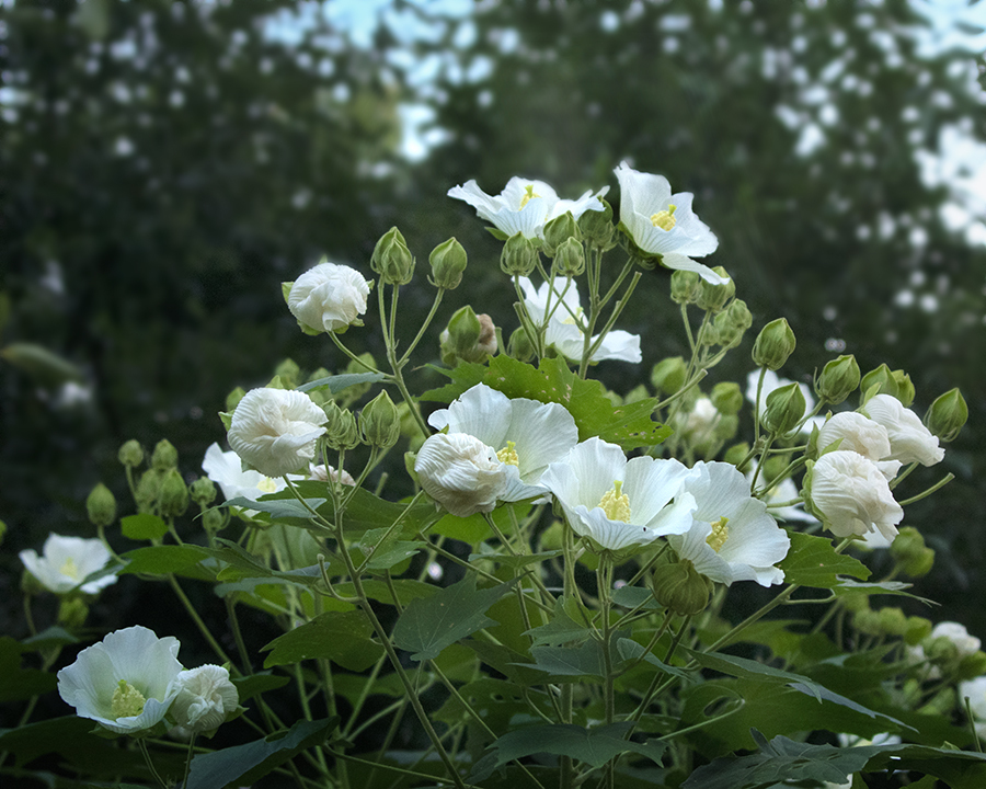 DSC00279  花たちだって、さんざめく