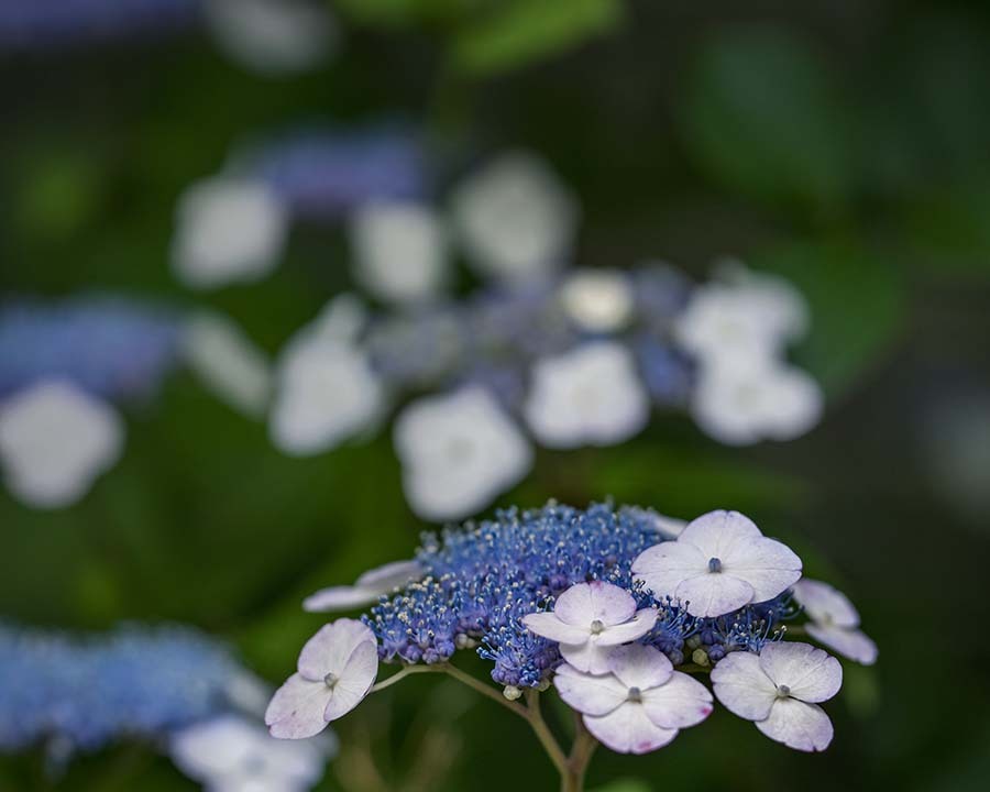 DSC08963. 梅雨の露払いは紫陽花