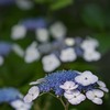 DSC08963. 梅雨の露払いは紫陽花