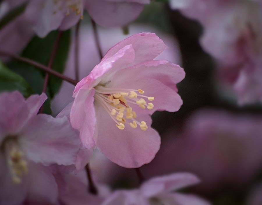 DSC00546. 　花海棠