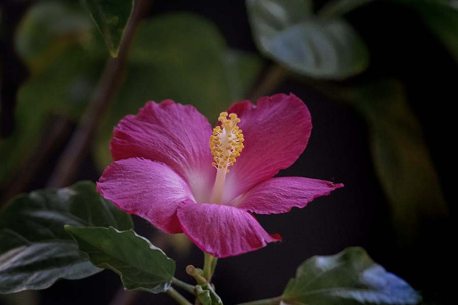 DSC06757.  花は咲く-2
