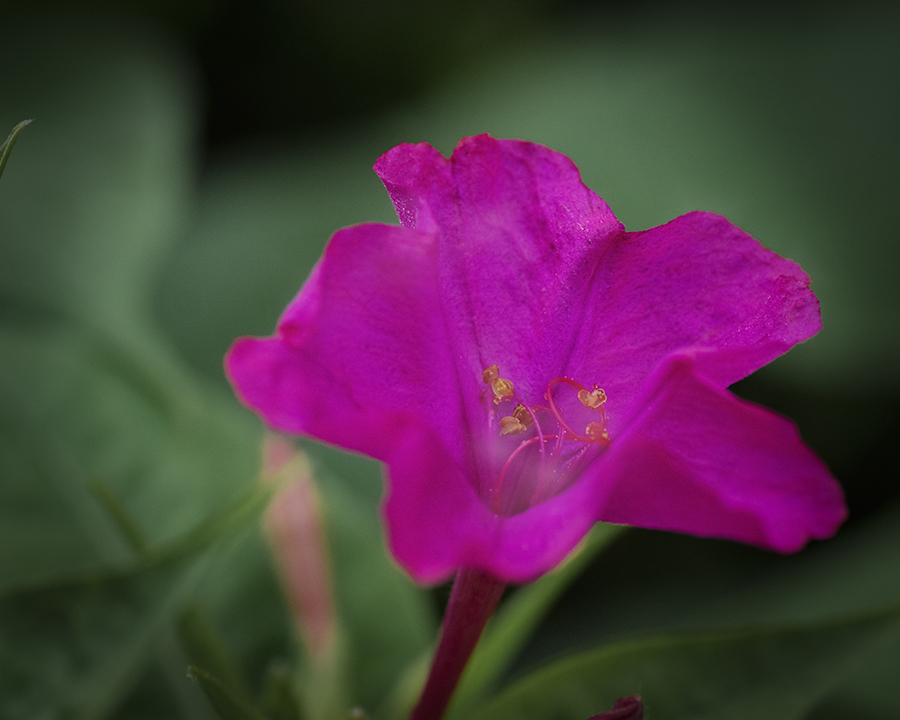 DSC04108. 花芯底に指輪？