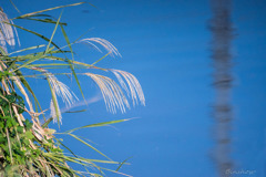 DSC03353-ススキと川面に映る鉄塔