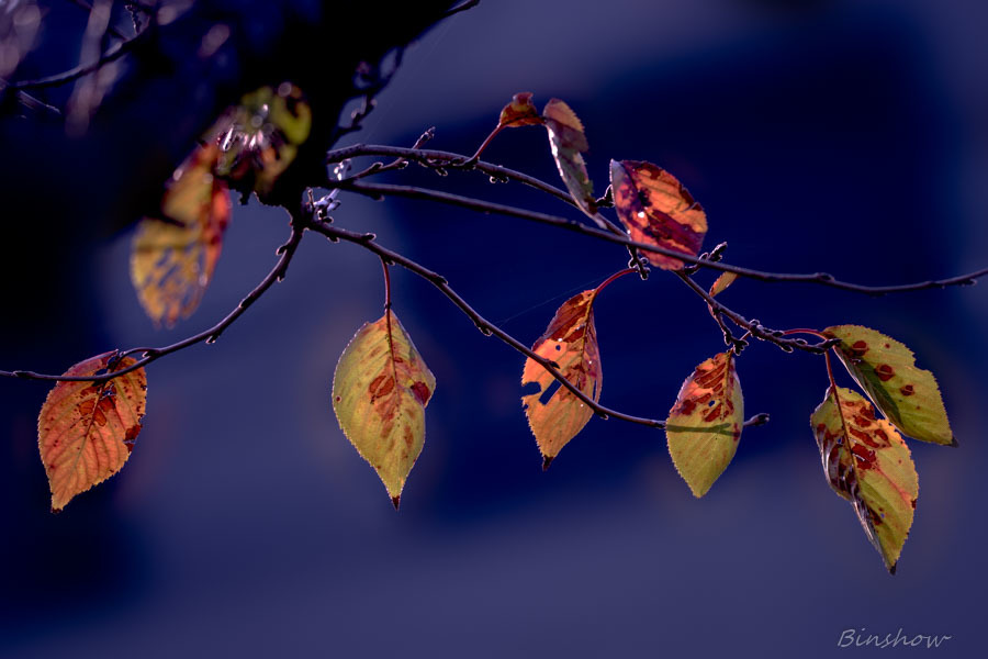 20161113-DSC04340-裏庭にて、名も無く美しく-1