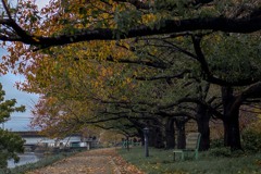 DSC05978.　土手の紅葉