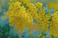 アカシアの花-1.